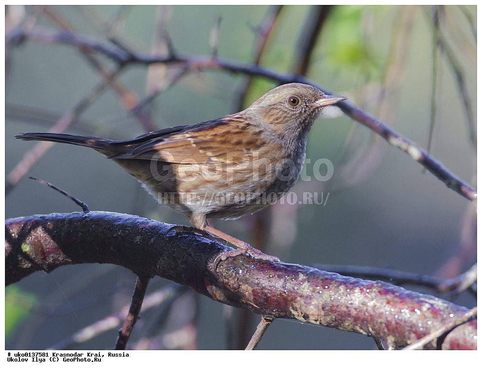 ������������� ����, ������������ ���������, ������, ��������, ��������, �����, �����, ��������, �����������, XYZ, ������������, Prunellidae, ������ ���������, Prunella modularis