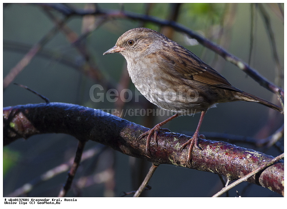 ������������� ����, ������������ ���������, ������, ��������, ��������, �����, �����, ��������, �����������, XYZ, ������������, Prunellidae, ������ ���������, Prunella modularis