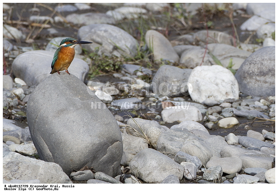 ������������� ����, ������������ ���������, ������, ��������, ��������, �����, �����, ��������, �����������, XYZ, ������������, Alcedinidae, ������������ ���������, Alcedo atthis