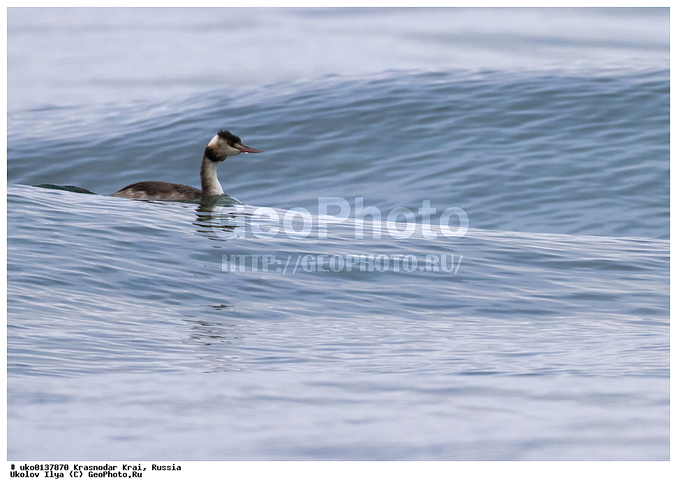 ������������� ����, ������������ ���������, ������, ��������, ��������, ��������, �����������, ������� �����, ������� �����, XYZ, ����������, Podicipedidae, ������� �������, �����, Podiceps cristatus