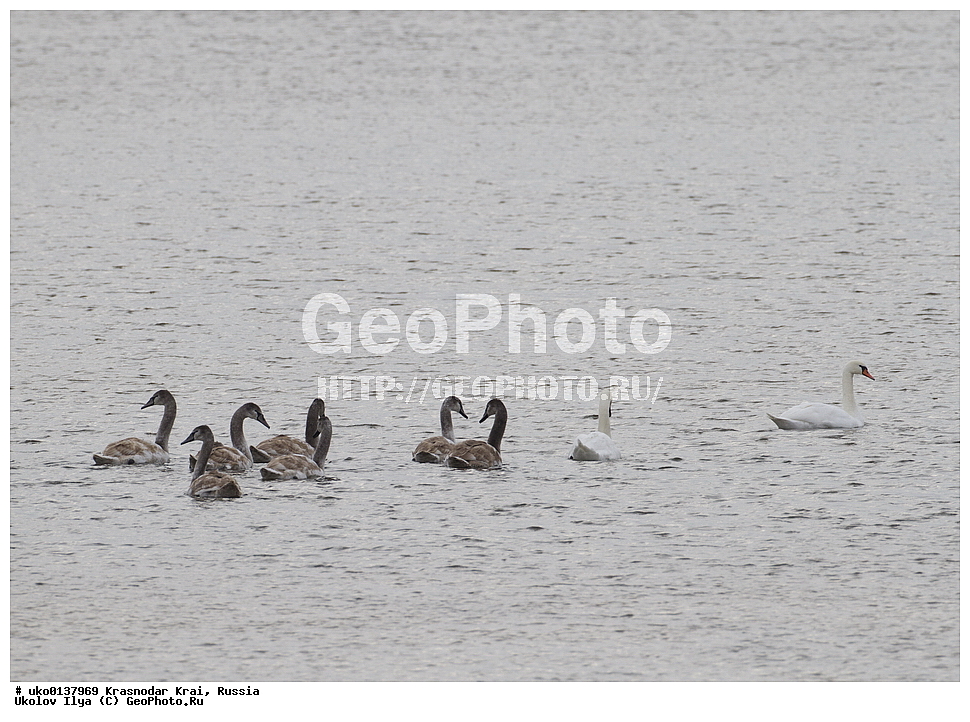 ������������� ����, ������������ ���������, ������, ��������, ��������, ��������, �����������, �����������������, ������������� �����, ������������� �����, XYZ, ������, Anatidae, ������-�����, Cygnus olor