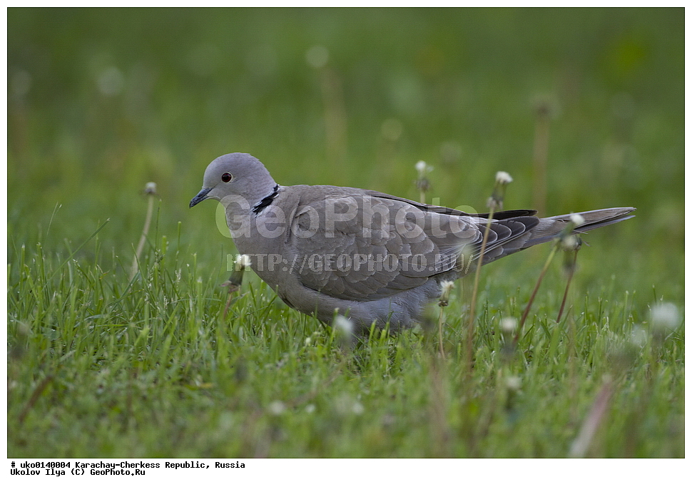 ��������, ���������-���������� ����������, ���������-��������, ������, ������, ��������, ��������, �����, �����, ��������, �����������, XYZ, ���������, Columbidae, ��������� �������, Streptopelia decaocto