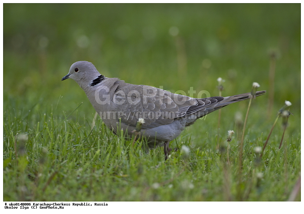 ��������, ���������-���������� ����������, ���������-��������, ������, ������, ��������, ��������, �����, �����, ��������, �����������, XYZ, ���������, Columbidae, ��������� �������, Streptopelia decaocto