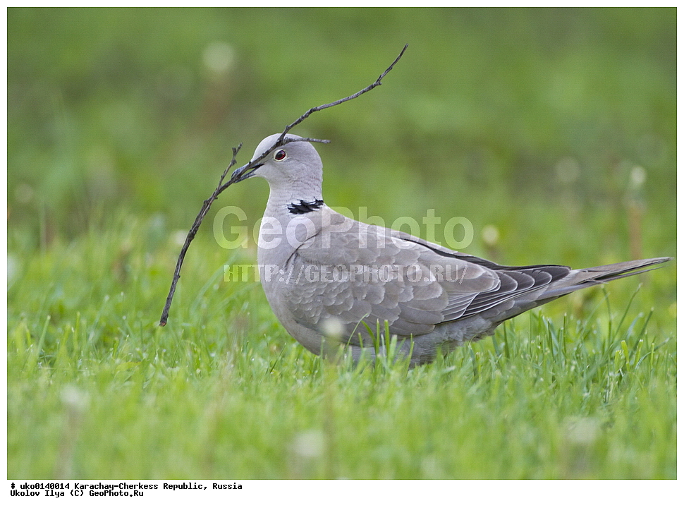 ��������, ���������-���������� ����������, ���������-��������, ������, ������, ��������, ��������, �����, �����, ��������, �����������, XYZ, ���������, Columbidae, ��������� �������, Streptopelia decaocto