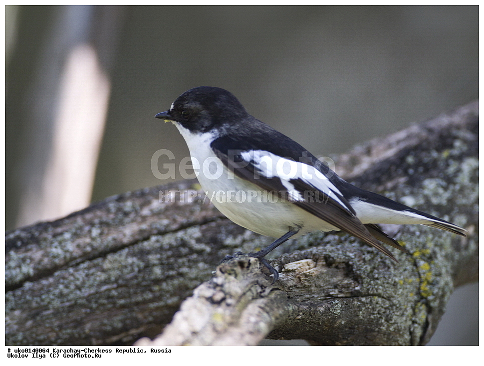 ��������, ���������-���������� ����������, ���������-��������, ������, ������, ��������, ��������, �����, �����, ��������, �����������, XYZ, ������������, Muscicapidae, ��������������� ���������, Ficedula semitorquata