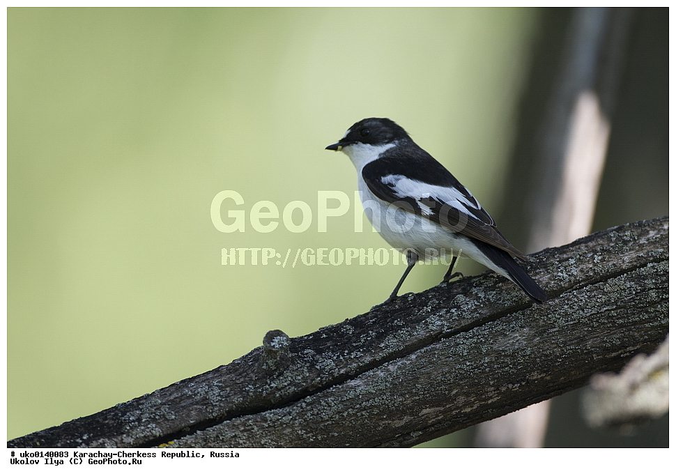 ��������, ���������-���������� ����������, ���������-��������, ������, ������, ��������, ��������, �����, �����, ��������, �����������, XYZ, ������������, Muscicapidae, ��������������� ���������, Ficedula semitorquata