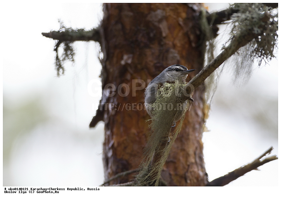 ��������, ���������-���������� ����������, ���������-��������, ������, ������, ��������, ��������, �����, �����, ��������, �����������, XYZ, �����������, Sittidae, ������������ ���������, ���������� ���������, Sitta krueperi