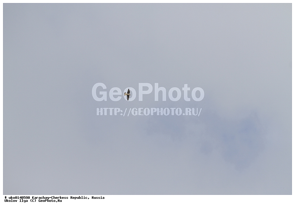 ��������, ���������-���������� ����������, ���������-��������, ������, ������, ��������, ��������, �����, �����, ��������, �����������, ������ �����, ������ �����, XYZ, ���������, Falconidae, ������, Falco peregrinus