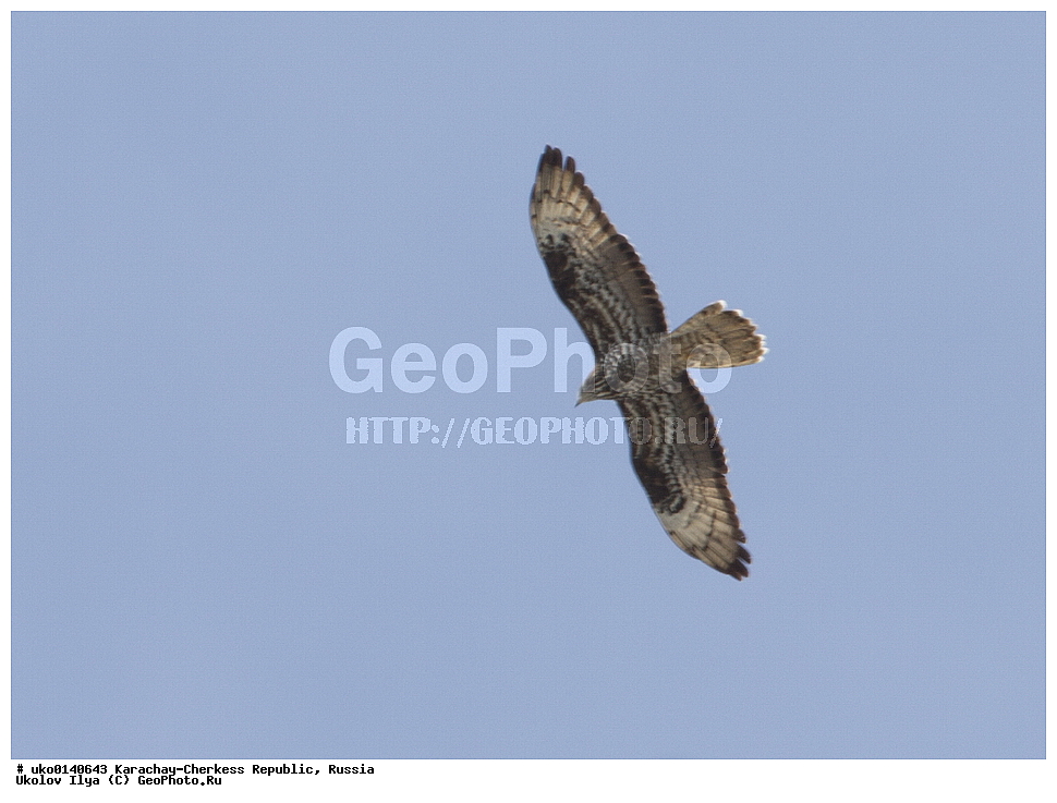 ��������, ���������-���������� ����������, ���������-��������, ������, ������, ��������, ��������, �����, �����, ��������, �����������, ������ �����, ������ �����, XYZ, ����������, Accipitridae, �����, Pernis apivorus