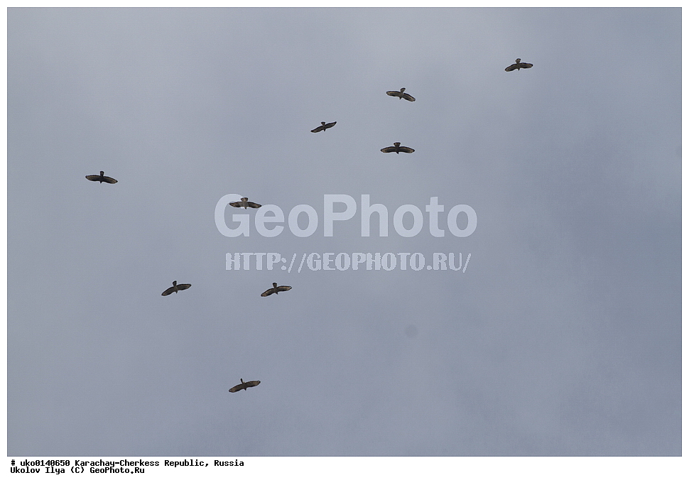 ��������, ���������-���������� ����������, ���������-��������, ������, ������, ��������, ��������, �����, �����, ��������, �����������, ������ �����, ������ �����, XYZ, ����������, Accipitridae, �����, Pernis apivorus