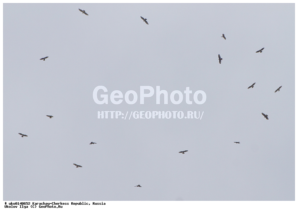 ��������, ���������-���������� ����������, ���������-��������, ������, ������, ��������, ��������, �����, �����, ��������, �����������, ������ �����, ������ �����, XYZ, ����������, Accipitridae, �����, Pernis apivorus