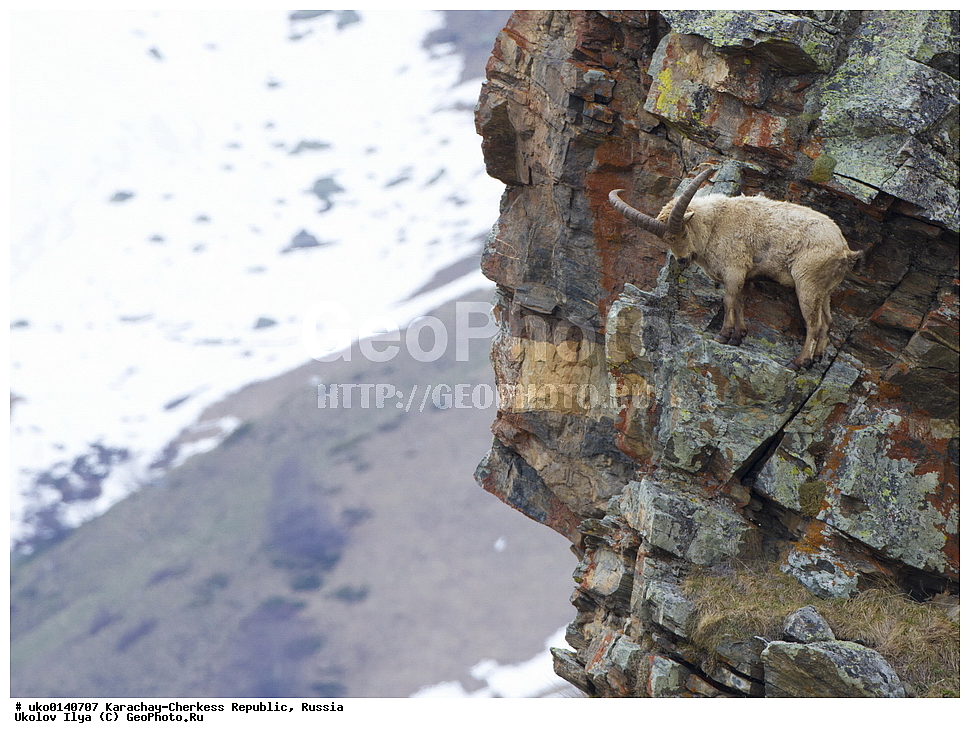 ��������, ���������-���������� ����������, ���������-��������, ������, ������, ��������, ��������, �������������, �������������, �����, �����, XYZ, ���������, Bovidae, ����������������� ���, ��������� ���, ���������� ������ ����, ���������� ������ �����, Capra caucasica