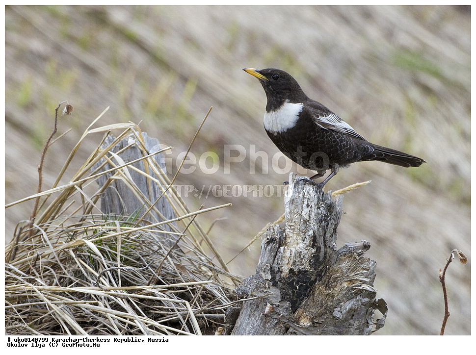 ��������, ���������-���������� ����������, ���������-��������, ������, ������, ��������, ��������, �����, �����, ��������, �����������, XYZ, ���������, Turdidae, ��������� �����, Turdus torquatus