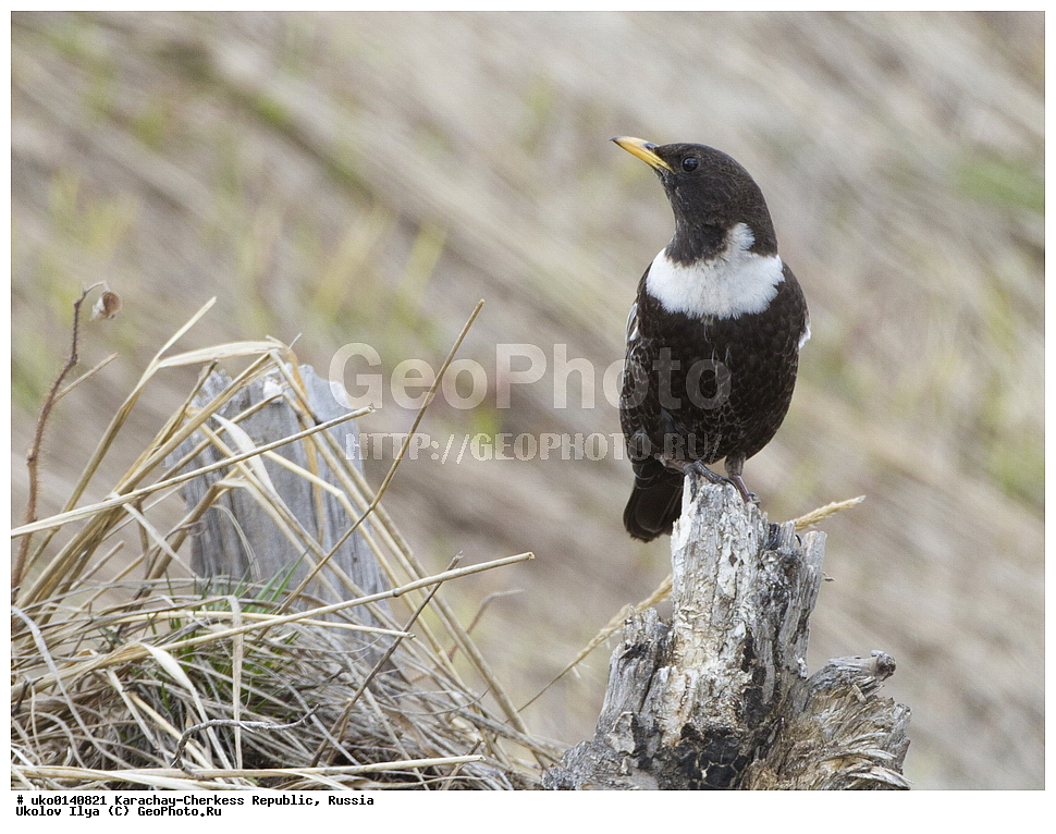 ��������, ���������-���������� ����������, ���������-��������, ������, ������, ��������, ��������, �����, �����, ��������, �����������, XYZ, ���������, Turdidae, ��������� �����, Turdus torquatus