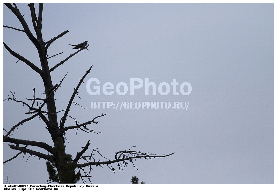  ��������, ���������-���������� ����������, ���������-��������, ������, ������, ��������, ��������, �����, �����, ��������, �����������, XYZ, ����������, Cuculidae, ������������ �������, Cuculus canorus