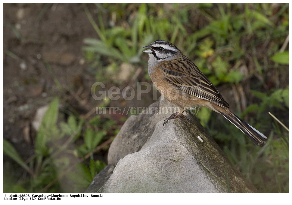 ��������, ���������-���������� ����������, ���������-��������, ������, ������, ��������, ��������, �����, �����, ��������, �����������, XYZ, ����������, Emberizidae, ������ �������, Emberiza cia