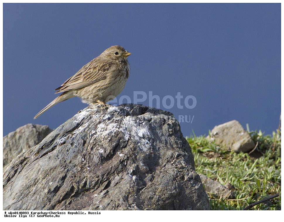 ��������, ���������-���������� ����������, ���������-��������, ������, ������, ��������, ��������, �����, �����, ��������, �����������, XYZ, ����������, Emberizidae, ��������, Miliaria calandra, Emberiza calandra