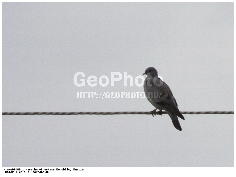 ��������, ���������-���������� ����������, ���������-��������, ������, ������, ��������, ��������, �����, �����, ��������, �����������, XYZ, ���������, Columbidae, �������, Columba oenas