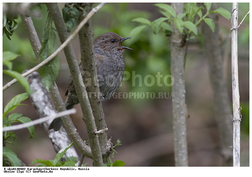 ��������, ���������-���������� ����������, ���������-��������, ������, ������, ��������, ��������, �����, �����, ��������, �����������, XYZ, ������������, Prunellidae, ������ ���������, Prunella modularis