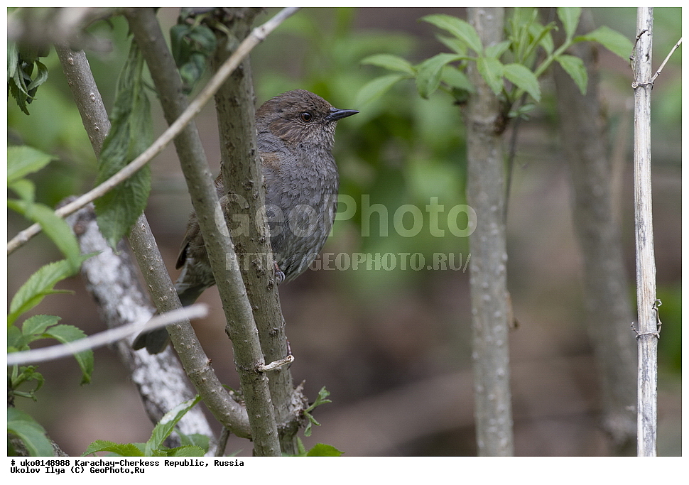 ��������, ���������-���������� ����������, ���������-��������, ������, ������, ��������, ��������, �����, �����, ��������, �����������, XYZ, ������������, Prunellidae, ������ ���������, Prunella modularis