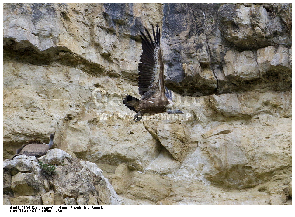 ��������, ���������-���������� ����������, ���������-��������, ������, ������, ��������, ��������, �����, �����, ��������, �����������, ������ �����, ������ �����, XYZ, ����������, Accipitridae, ����������� ���, Gyps fulvus