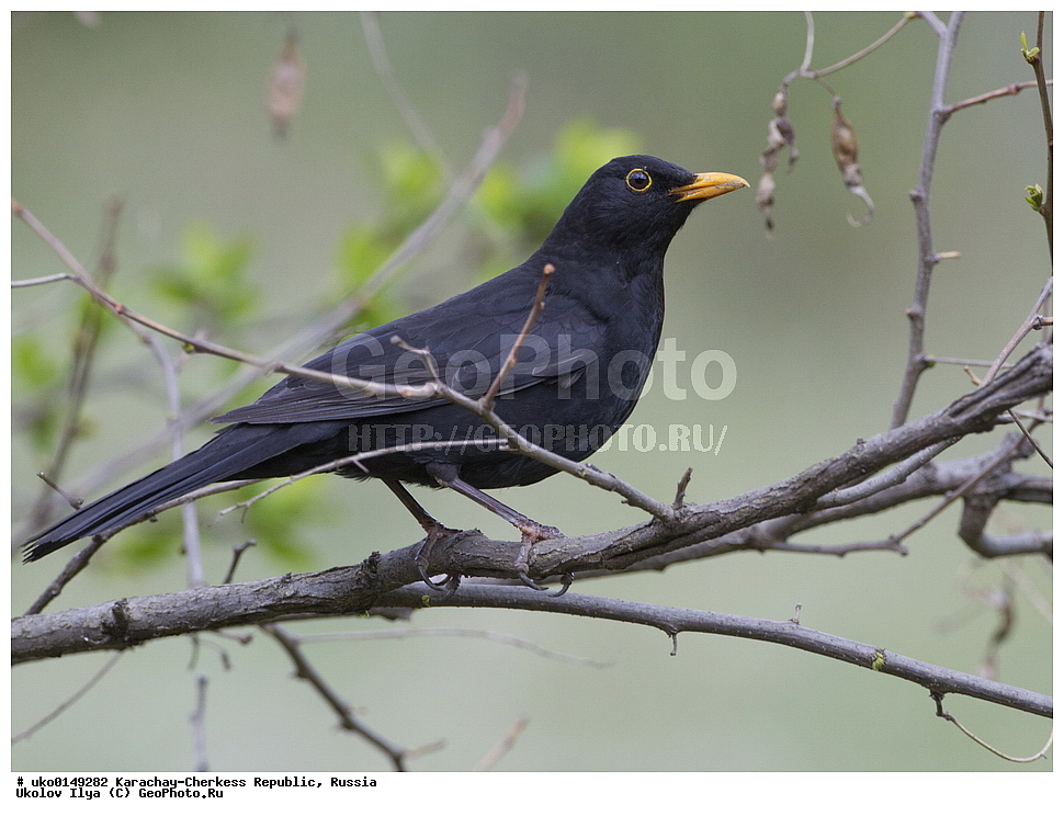 ��������, ���������-���������� ����������, ���������-��������, ������, ������, ��������, ��������, �����, �����, ��������, �����������, XYZ, ���������, Turdidae, ׸���� �����, ������ �����, Turdus merula