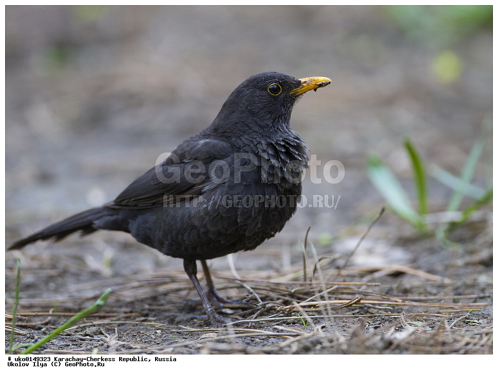 ��������, ���������-���������� ����������, ���������-��������, ������, ������, ��������, ��������, �����, �����, ��������, �����������, XYZ, ���������, Turdidae, ׸���� �����, ������ �����, Turdus merula