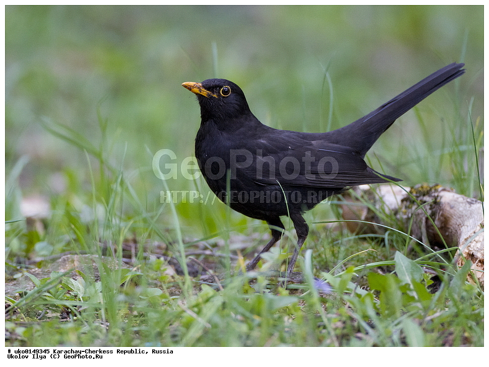 ��������, ���������-���������� ����������, ���������-��������, ������, ������, ��������, ��������, �����, �����, ��������, �����������, XYZ, ���������, Turdidae, ׸���� �����, ������ �����, Turdus merula