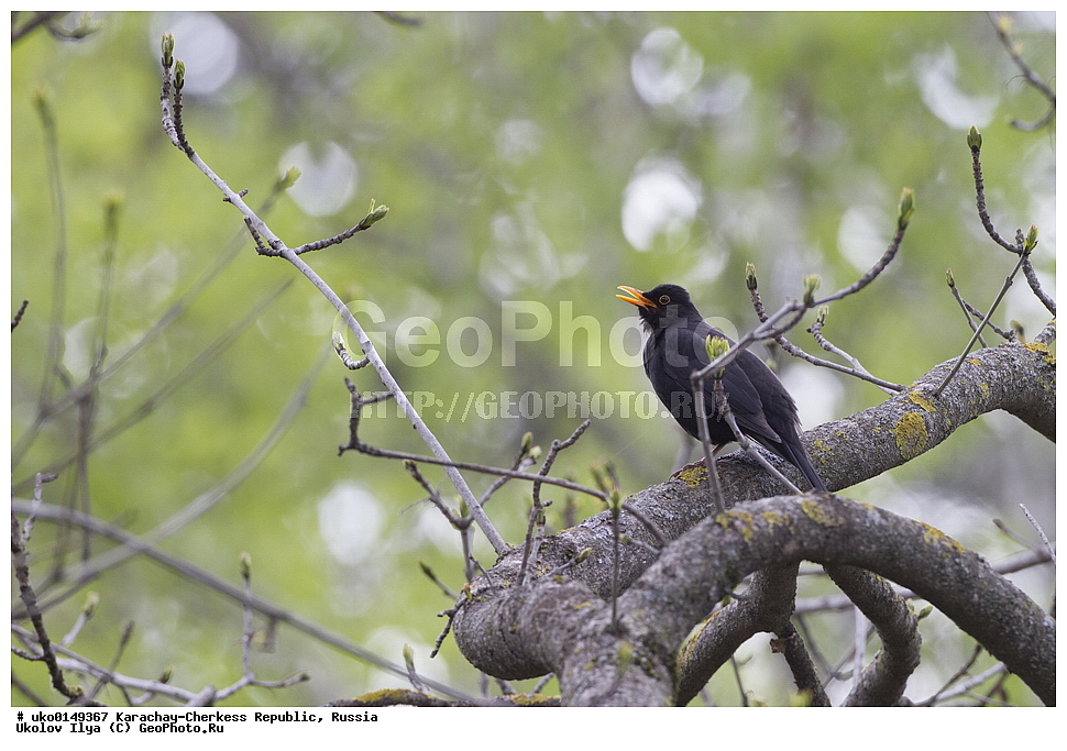 ��������, ���������-���������� ����������, ���������-��������, ������, ������, ��������, ��������, �����, �����, ��������, �����������, XYZ, ���������, Turdidae, ׸���� �����, ������ �����, Turdus merula