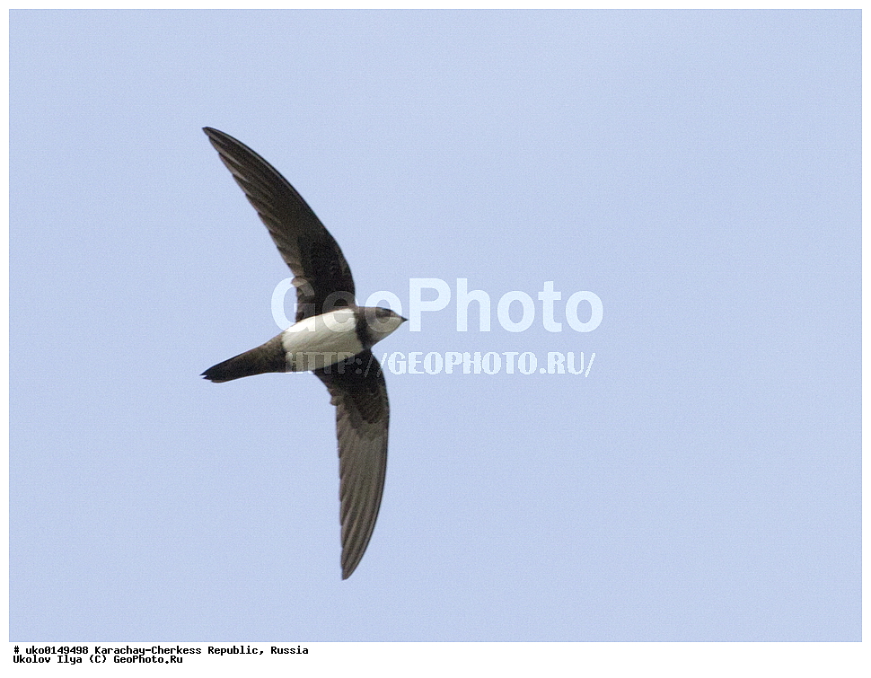 ��������, ���������-���������� ����������, ���������-��������, ������, ������, ��������, ��������, �����, �����, ��������, �����������, XYZ, ��������� ������, Apodidae, ���������� �����, Tachymarptis melba