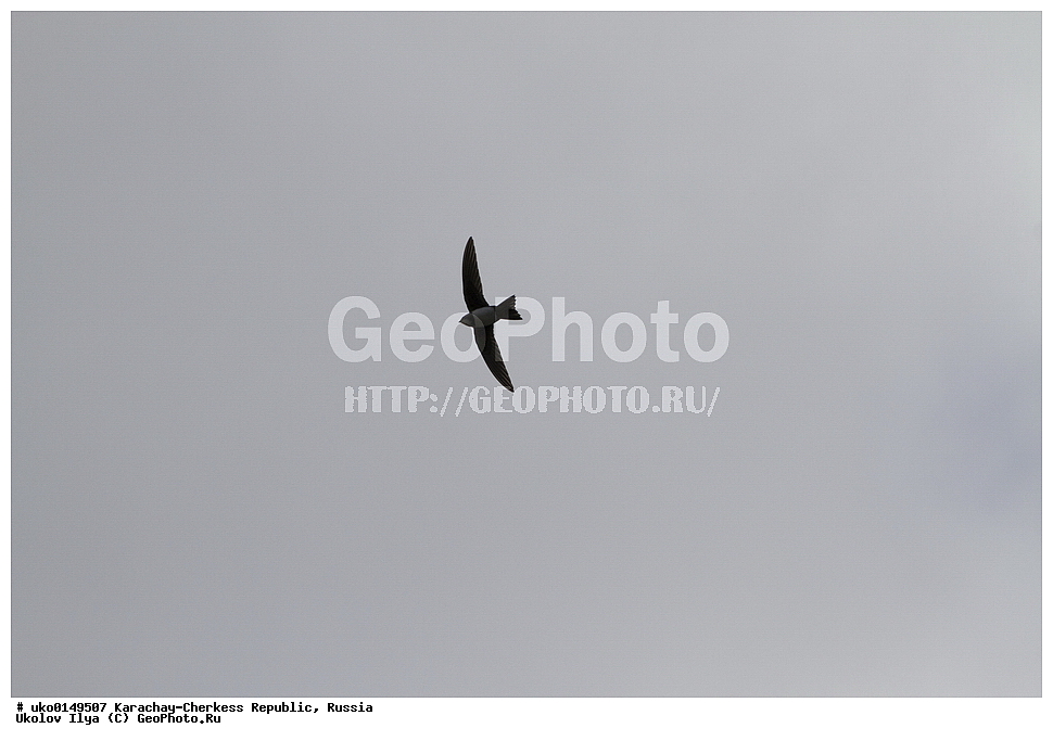 ��������, ���������-���������� ����������, ���������-��������, ������, ������, ��������, ��������, �����, �����, ��������, �����������, XYZ, ��������� ������, Apodidae, ���������� �����, Tachymarptis melba