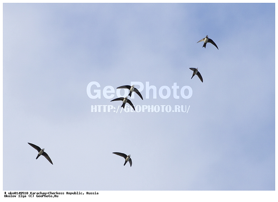 ��������, ���������-���������� ����������, ���������-��������, ������, ������, ��������, ��������, �����, �����, ��������, �����������, XYZ, ��������� ������, Apodidae, ���������� �����, Tachymarptis melba