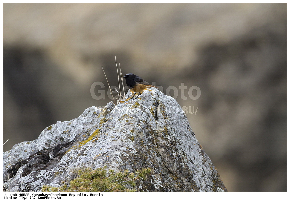 ��������, ���������-���������� ����������, ���������-��������, ������, ������, ��������, ��������, �����, �����, ��������, �����������, XYZ, ������������, Muscicapidae, �����������-��������, Phoenicurus ochruros