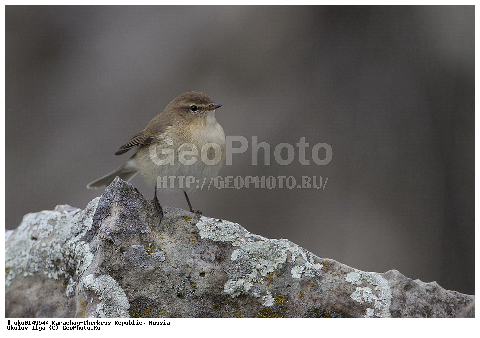 ��������, ���������-���������� ����������, ���������-��������, ������, ������, ��������, ��������, �����, �����, ��������, �����������, XYZ, ���������, Sylviidae, ����������, Phylloscopidae, ���������� �������, ������� ����������, Phylloscopus lorenzii