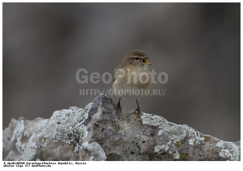 ��������, ���������-���������� ����������, ���������-��������, ������, ������, ��������, ��������, �����, �����, ��������, �����������, XYZ, ���������, Sylviidae, ����������, Phylloscopidae, ���������� �������, ������� ����������, Phylloscopus lorenzii