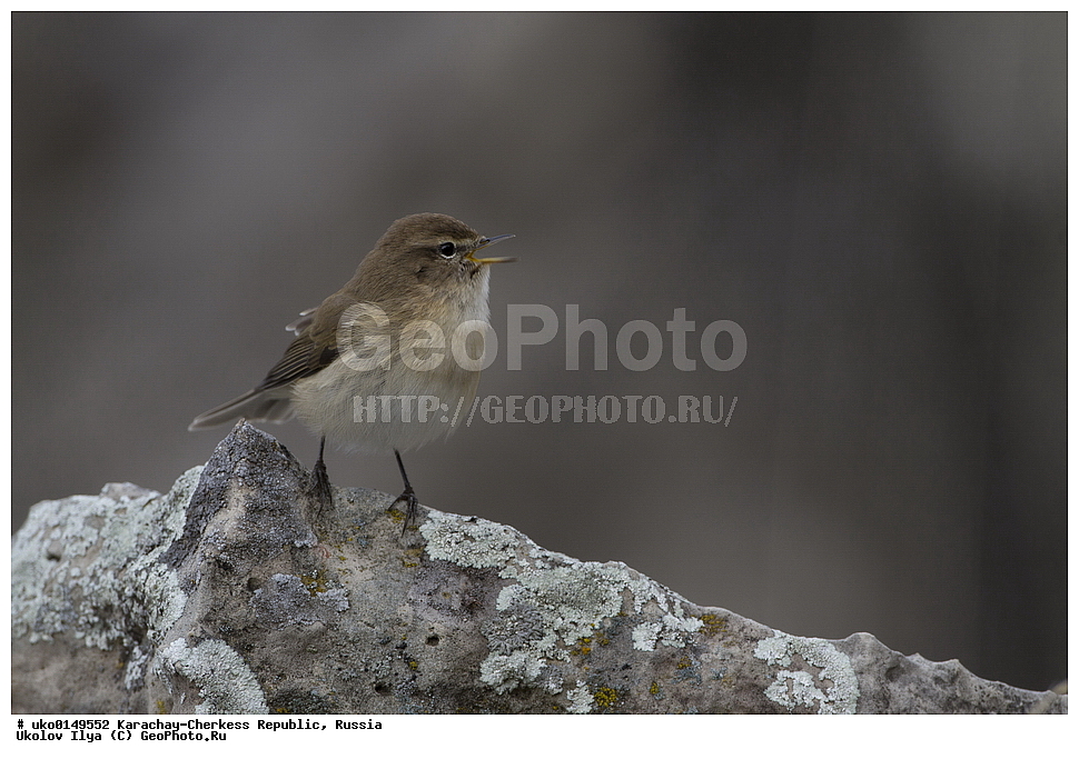 ��������, ���������-���������� ����������, ���������-��������, ������, ������, ��������, ��������, �����, �����, ��������, �����������, XYZ, ���������, Sylviidae, ����������, Phylloscopidae, ���������� �������, ������� ����������, Phylloscopus lorenzii