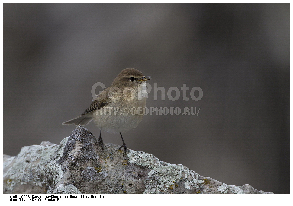 ��������, ���������-���������� ����������, ���������-��������, ������, ������, ��������, ��������, �����, �����, ��������, �����������, XYZ, ���������, Sylviidae, ����������, Phylloscopidae, ���������� �������, ������� ����������, Phylloscopus lorenzii