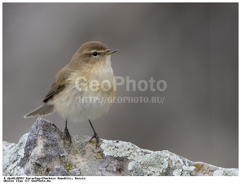 ��������, ���������-���������� ����������, ���������-��������, ������, ������, ��������, ��������, �����, �����, ��������, �����������, XYZ, ���������, Sylviidae, ����������, Phylloscopidae, ���������� �������, ������� ����������, Phylloscopus lorenzii