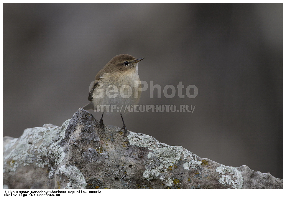 ��������, ���������-���������� ����������, ���������-��������, ������, ������, ��������, ��������, �����, �����, ��������, �����������, XYZ, ���������, Sylviidae, ����������, Phylloscopidae, ���������� �������, ������� ����������, Phylloscopus lorenzii