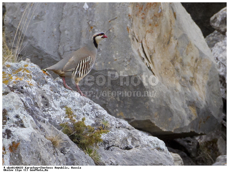 ��������, ���������-���������� ����������, ���������-��������, ������, ������, ��������, ��������, �����, �����, ��������, �����������, XYZ, ���������, Phasianidae, ��������� ������, ��������� ������ �������, ��������� �������� ���������, �������� ���������