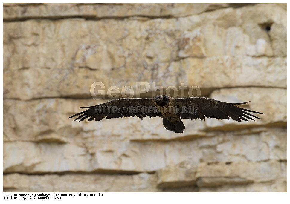 ��������, ���������-���������� ����������, ���������-��������, ������, ������, ��������, ��������, �����, �����, ��������, �����������, ������ �����, ������ �����, XYZ, ����������, Accipitridae, �������, ��������, Gypaetus barbatus