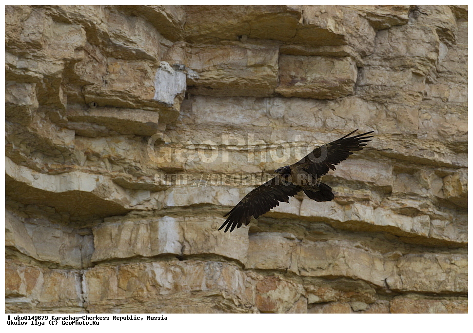 ��������, ���������-���������� ����������, ���������-��������, ������, ������, ��������, ��������, �����, �����, ��������, �����������, ������ �����, ������ �����, XYZ, ����������, Accipitridae, �������, ��������, Gypaetus barbatus