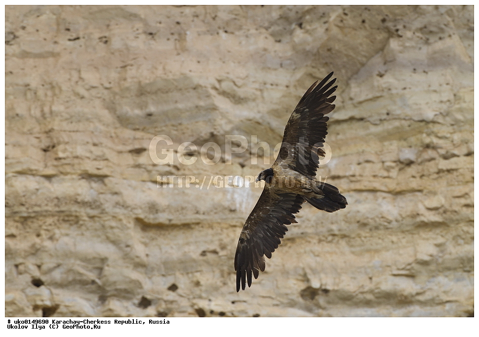 ��������, ���������-���������� ����������, ���������-��������, ������, ������, ��������, ��������, �����, �����, ��������, �����������, ������ �����, ������ �����, XYZ, ����������, Accipitridae, �������, ��������, Gypaetus barbatus