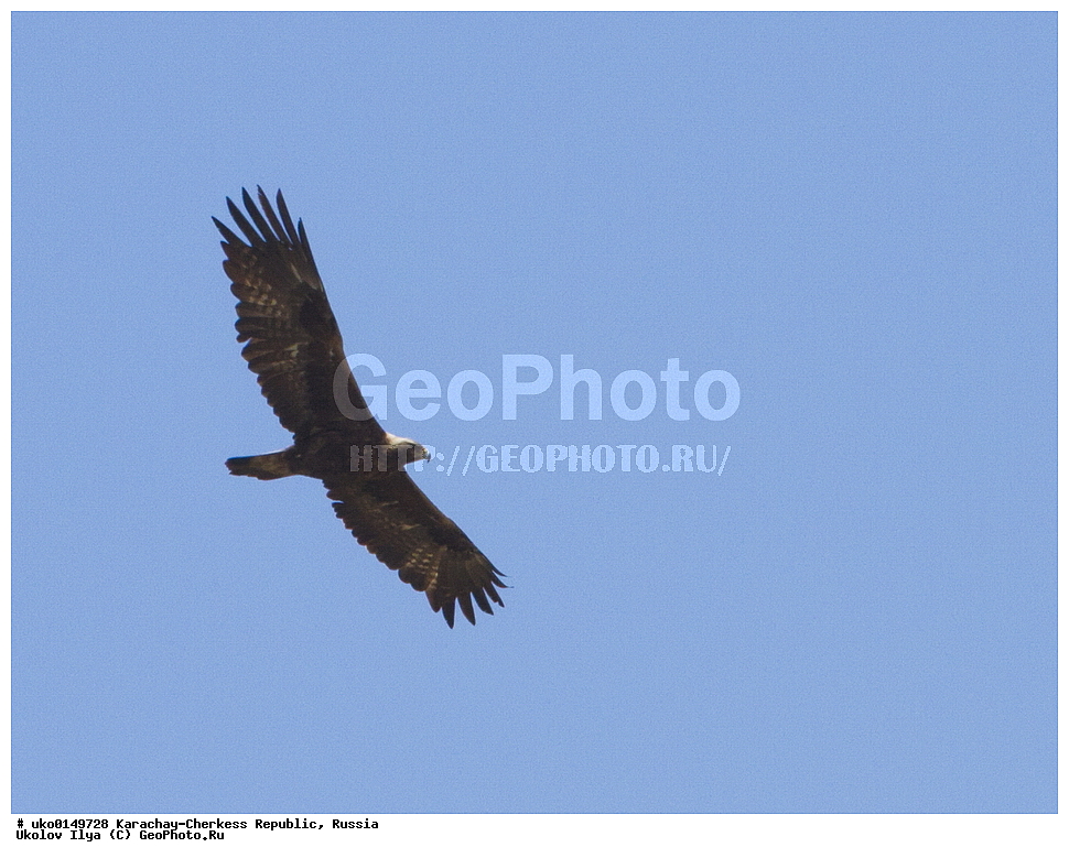 ��������, ���������-���������� ����������, ���������-��������, ������, ������, ��������, ��������, �����, �����, ��������, �����������, ������ �����, ������ �����, XYZ, ����������, Accipitridae, ������, Aquila chrysaetos