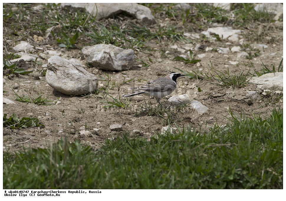 ��������, ���������-���������� ����������, ���������-��������, ������, ������, ��������, ��������, �����, �����, ��������, �����������, XYZ, ������������, Alaudidae, ������� ���������, ���, Eremophila alpestris