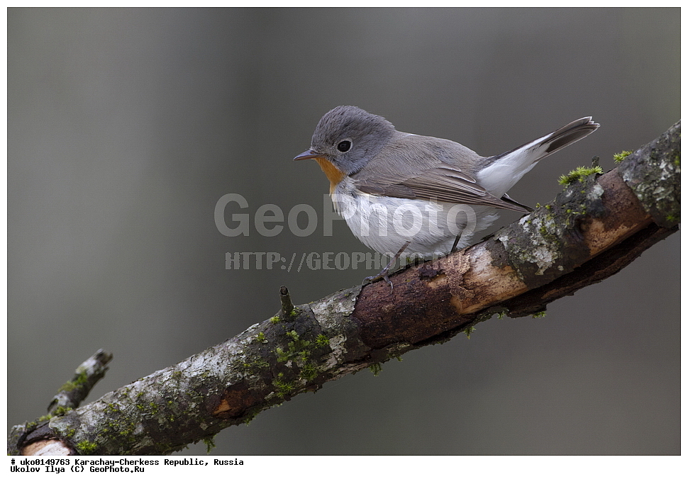 ��������, ���������-���������� ����������, ���������-��������, ������, ������, ��������, ��������, �����, �����, ��������, �����������, XYZ, ������������, Muscicapidae, ����� ���������, Ficedula parva