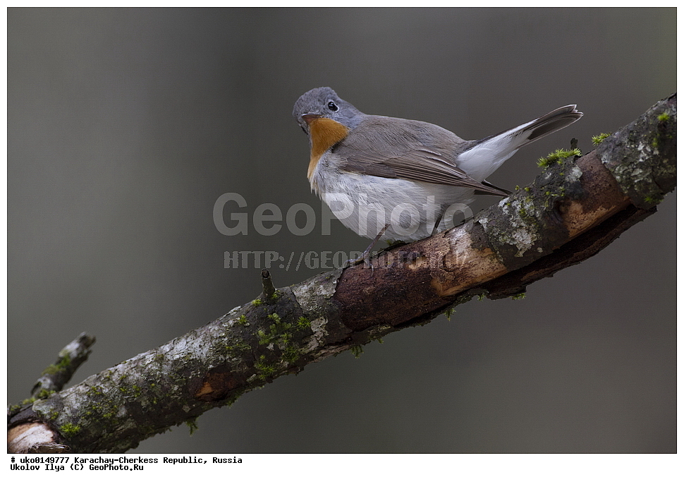 ��������, ���������-���������� ����������, ���������-��������, ������, ������, ��������, ��������, �����, �����, ��������, �����������, XYZ, ������������, Muscicapidae, ����� ���������, Ficedula parva