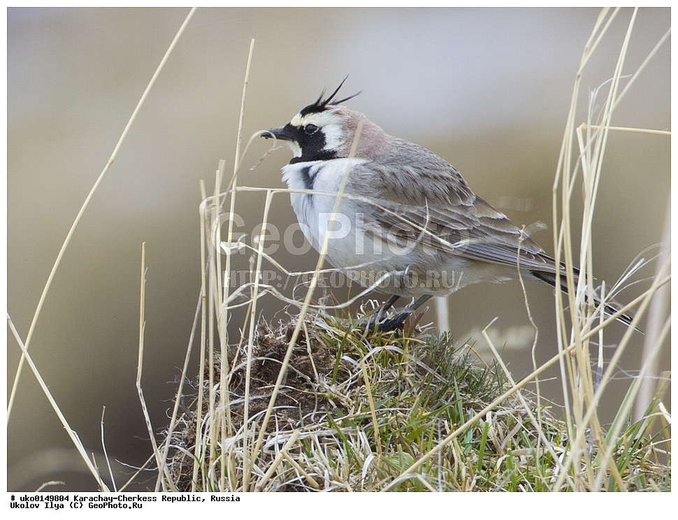 ��������, ���������-���������� ����������, ���������-��������, ������, ������, ��������, ��������, �����, �����, ��������, �����������, XYZ, ������������, Alaudidae, ������� ���������, ���, Eremophila alpestris