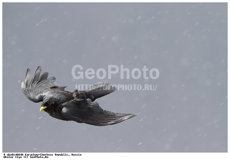 ��������, ���������-���������� ����������, ���������-��������, ������, ������, ��������, ��������, �����, �����, ��������, �����������, XYZ, ��������, ���������, Corvidae, ���������� �����, Pyrrhocorax graculus