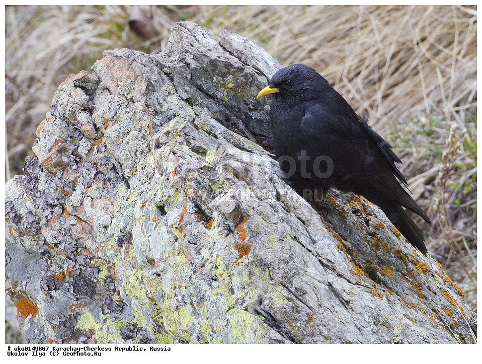 ��������, ���������-���������� ����������, ���������-��������, ������, ������, ��������, ��������, �����, �����, ��������, �����������, XYZ, ��������, ���������, Corvidae, ���������� �����, Pyrrhocorax graculus